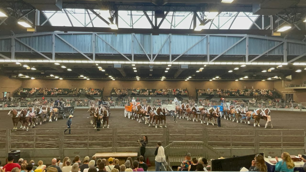 Six horse hitch national Belgian show Iowa State fair ￼