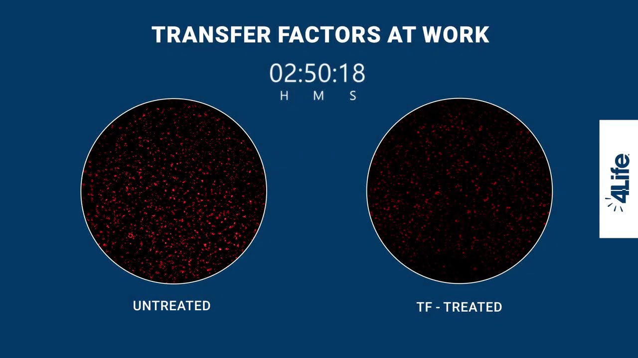 4Life Transfer Factors in Action (Time Lapse) 