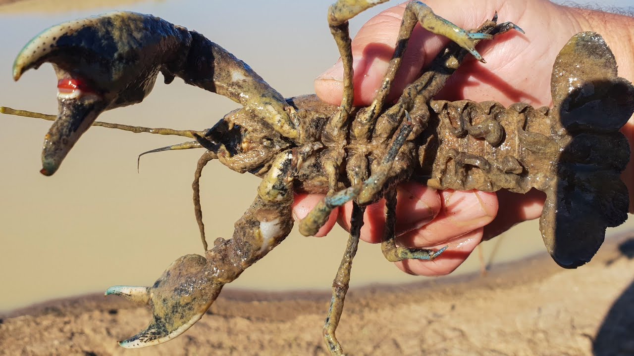 Big yabbies Clearance