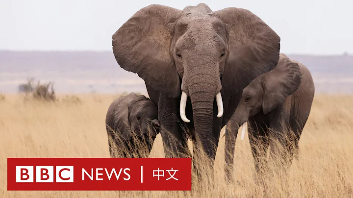野生动物大国肯亚如何为国家进行动物统计？－ BBC News 中文 - 天天要闻