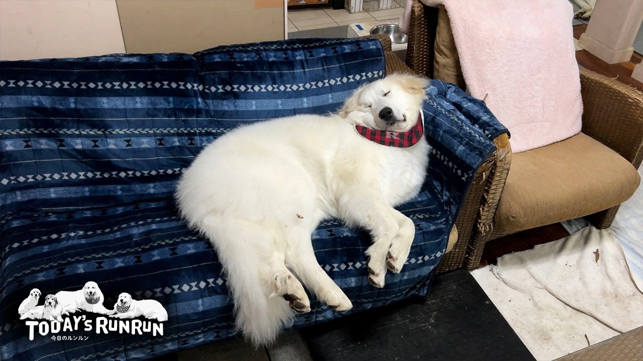 Lily, a Great Pyrenees cat, was given a thorough identification