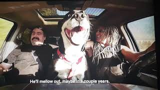 Rust Bros Find Beauty of a Stray Dog  That Was Abandoned