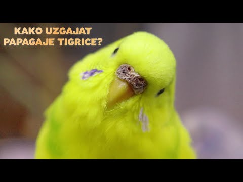 Kako razmnožavati Papagaje Tigrice?