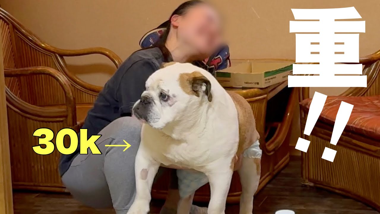 【滋賀県長浜市　シニア旅】　お宿で突然始まった30k巨漢持ち上げチャレンジ‼︎