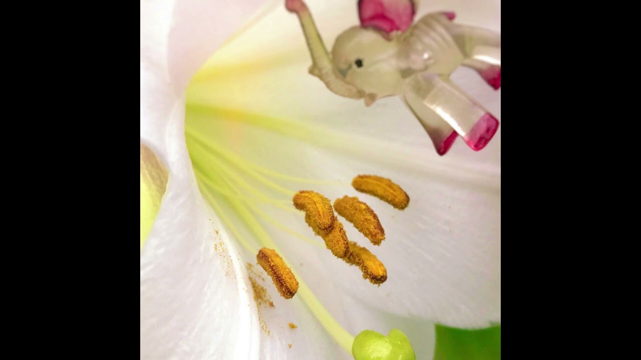 Aki Tsuyuko - forest in July (2020)