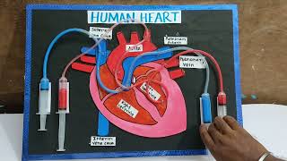 working model of human heart | science project