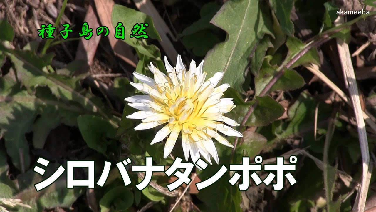 シロバナタンポポ 冬のころ花茎の先端に白い頭花を1個つけた開花風景 種子島の自然 Youtube