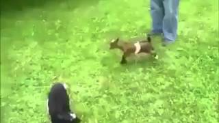 Yerinde Duramayan Aşırı Hiperaktif Keçi