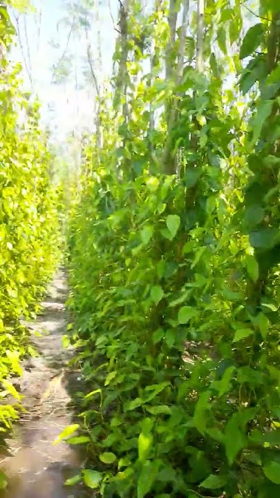 paan##🍃🍃 - YouTube