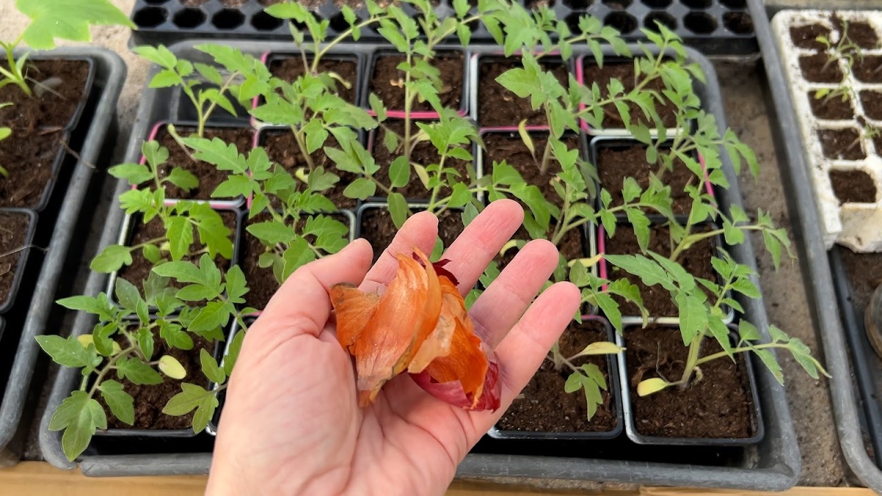 Dzieki temu sadzonki pomidora mają niskie i grube łodygi