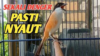 BURUNG CENDET GACOR,, sekali denger burung cendet manapun langsung Nyaut