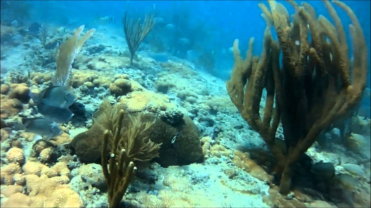South Florida Coral Reef Freediving Mix (Miami, Fort Lauderdale