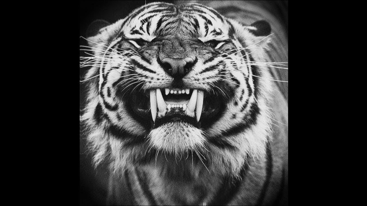 [FREE] TRAP TYPE BEAT | HARD TRAP TYPE BEAT - 