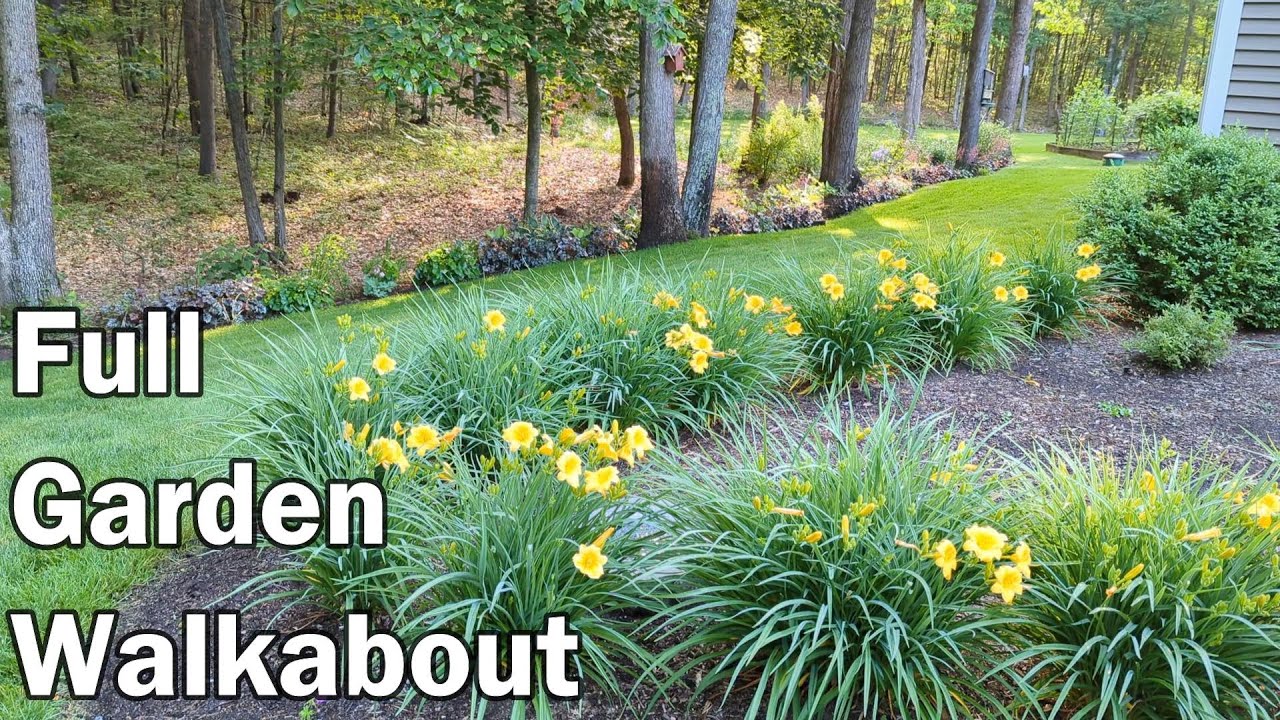 Mid June Garden Tour🌺Zone 5b Rural Woodland YouTube