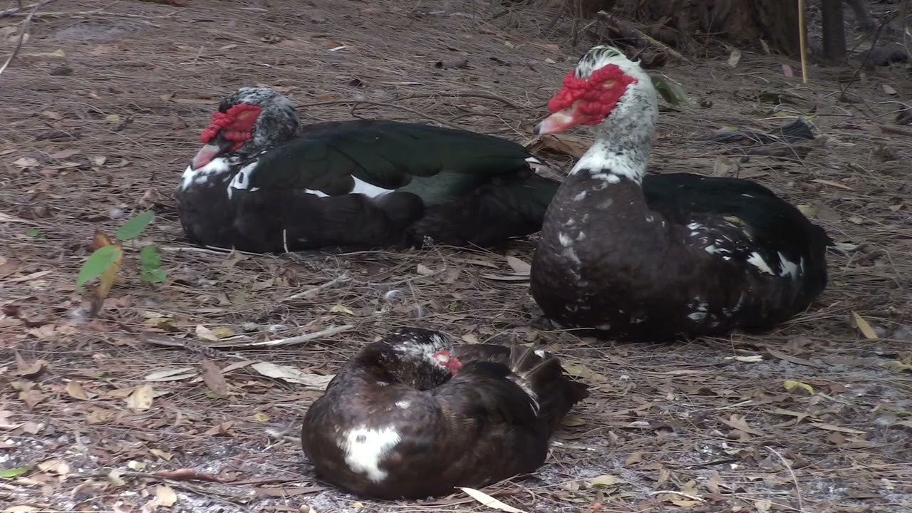 Muscovy Duck Nature Footage 0002   WAWW's Relaxing Wildlife