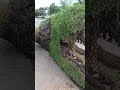 Tree Down