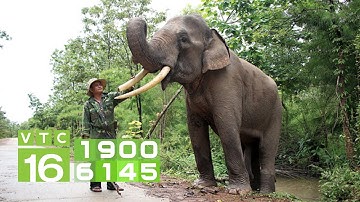 Chuyện ít biết về những "bảo mẫu" voi rừng | VTC16