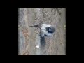 bird scream loud
