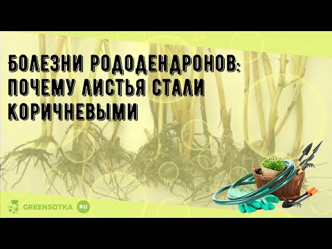 Вопрос: Почему у рододендрона желтеют листья?