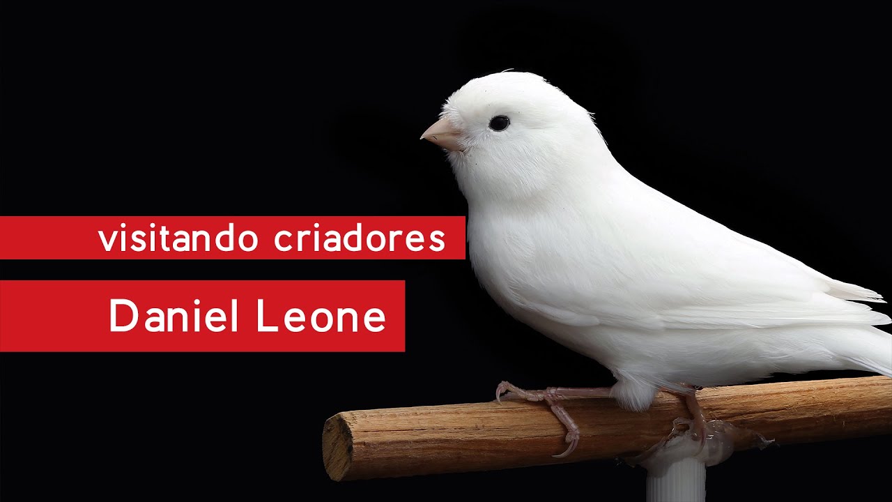 Visitando Criadores - Daniel Leone do Canaril Padre Eustáquio