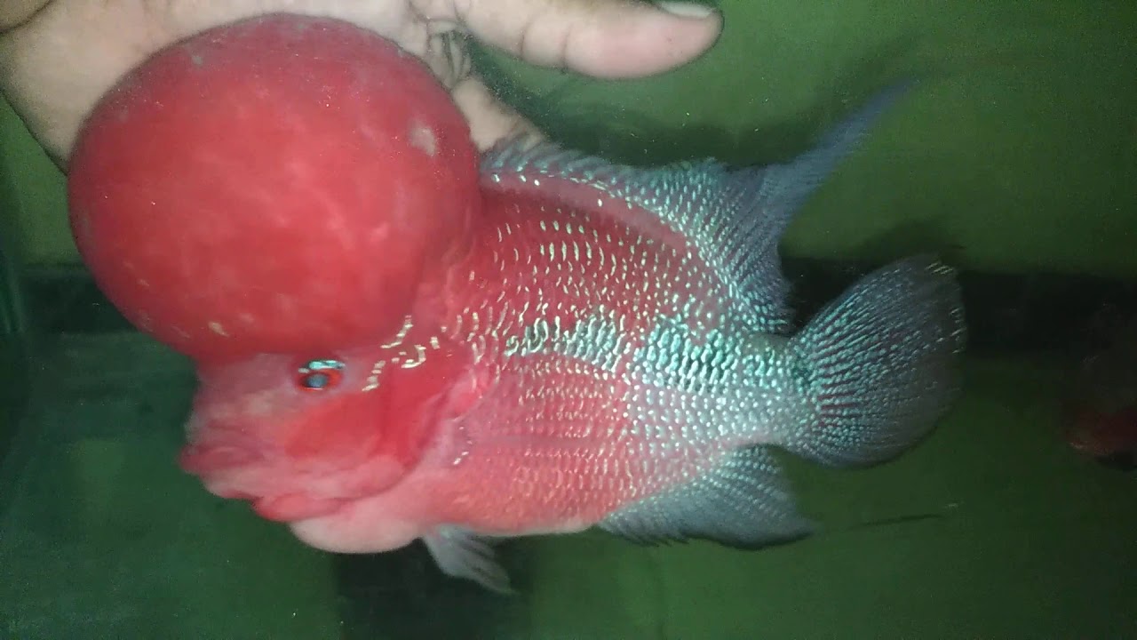Imported flowerhorns for sale in Coimbatore contact 9566422066 YouTube