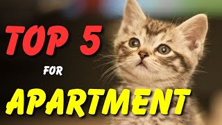 'Which are the BEST Cat Breeds for Apartments? Find Out Here!'