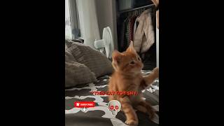 Cats don't love their owner😺 #cats