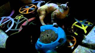 Kitties In The Chicken House