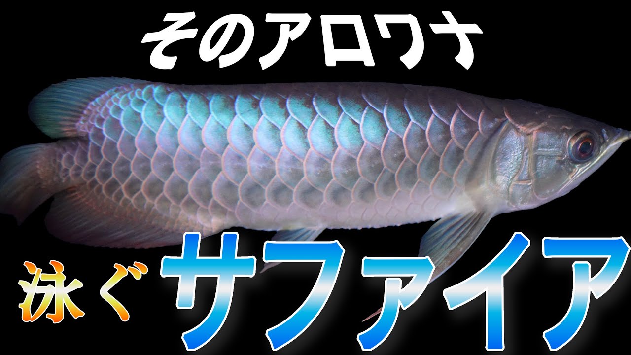 【ショップ訪問】真っ青に輝く金龍！今TGAが熱い⁉︎アロワナ専門店マーベラス！　#大型魚 #アクアリウム #アジアアロワナ #アロワナ #紅龍 #aquarium #古代魚