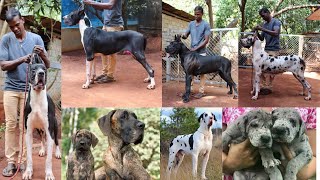 Ajiths Great Dane Kennel|Top quality great dane puppy for sale|Best great dane kennel