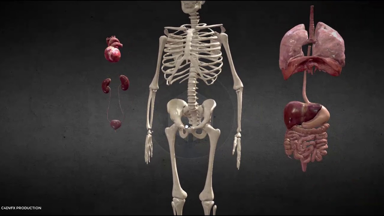 Animated human body anatomy Model 3d - YouTube