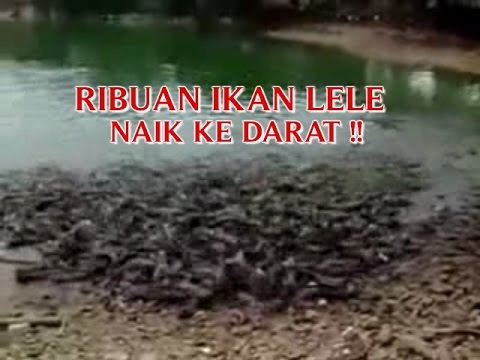 Kejadian Ikan Terdampar Di Thailand VIDEO KEJADIAN NYATA DI DUNIA RIBUAN IKAN LELE NAIK KE  Kejadian Ikan Terdampar Di Thailand VIDEO KEJADIAN NYATA DI DUNIA RIBUAN IKAN LELE NAIK KE