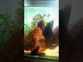 "ആദ്യത്തെ അക്വാറിയം ശ്രമം.. എങ്ങനെയുണ്ട്? 🐟✨"