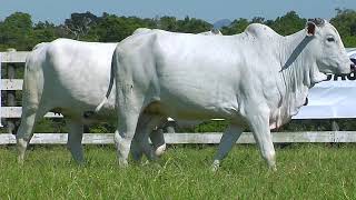 LOTE 110 FHGN A 1666, 1742