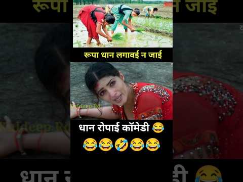 रूपा धान लगावई न जाई 😡 Dhaan Ropayi Comedy 😂 #Shorts #Comedy #youtubeshorts