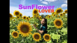 SUNFLOWER LOVER Explore and Enjoy the BLOOMING SUNFLOWER in the FIELD