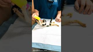 Sweetest Rescue Kitten