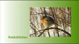 Die schönsten Vogelstimmen unserer Heimat und der Welt - Teil 3