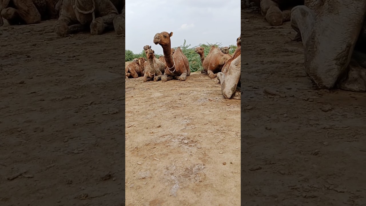 A mast camel sits in the desert with a herd of camels