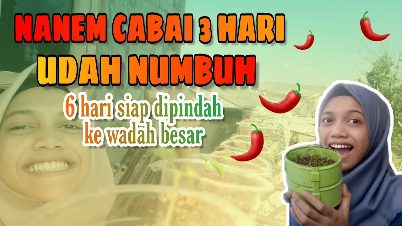Cara MeNanam Cabai anti gagal ||Part 2 