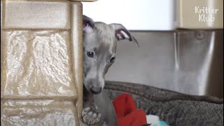 This Puppy's Mom Only Hates Her For An Unexpected Reason | Kritter Klub