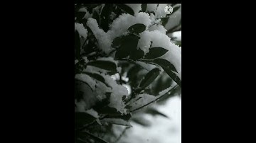 ارح سمعك تلاوة خاشعة من سورة (الزمر)💗#quran