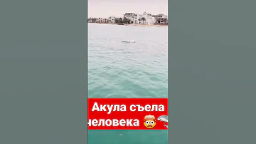 Акула съела человека в Египте 🤯🦈 #акула #shark #египет