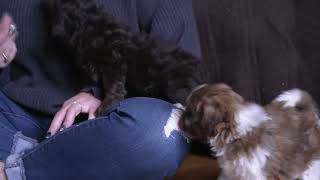 Andrew Nisley s Havapoo Puppies