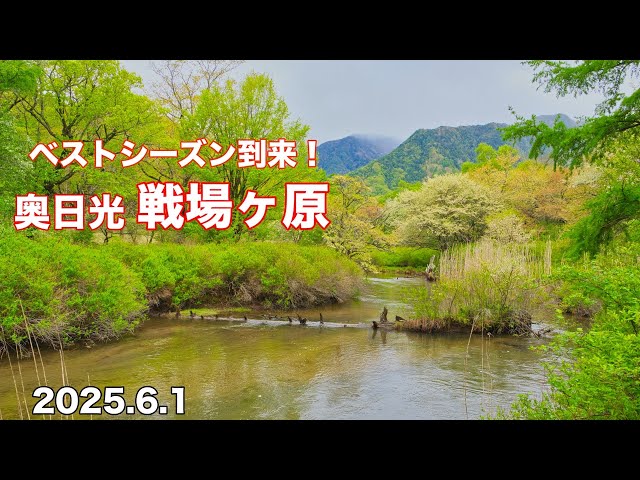 戦場ヶ原 ビルディバイド -ブライト-《羽川翼の友達 戦場ヶ原ひたぎ》 BB
