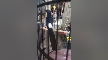 larwo ekor panjang bulu bagus bos!