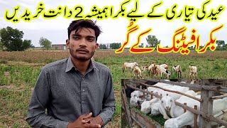 Bakra Farming For Eid / Goat farming in Pakistan /Al Noor Goat farm Chobara / Bakra Fattening