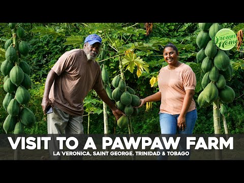 Visit to a Pawpaw / Papaya Farm in Trinidad & Tobago