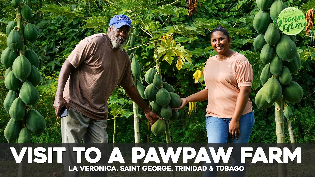 Visit to a Pawpaw / Papaya Farm in Trinidad & Tobago YouTube
