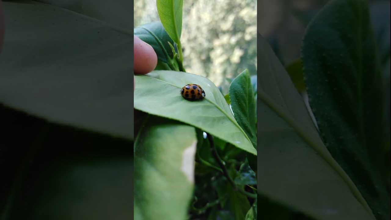 #viral#insects#wildlife The orange ladybird & blue ladybird is on photo shoot 🐞🐞🍃
